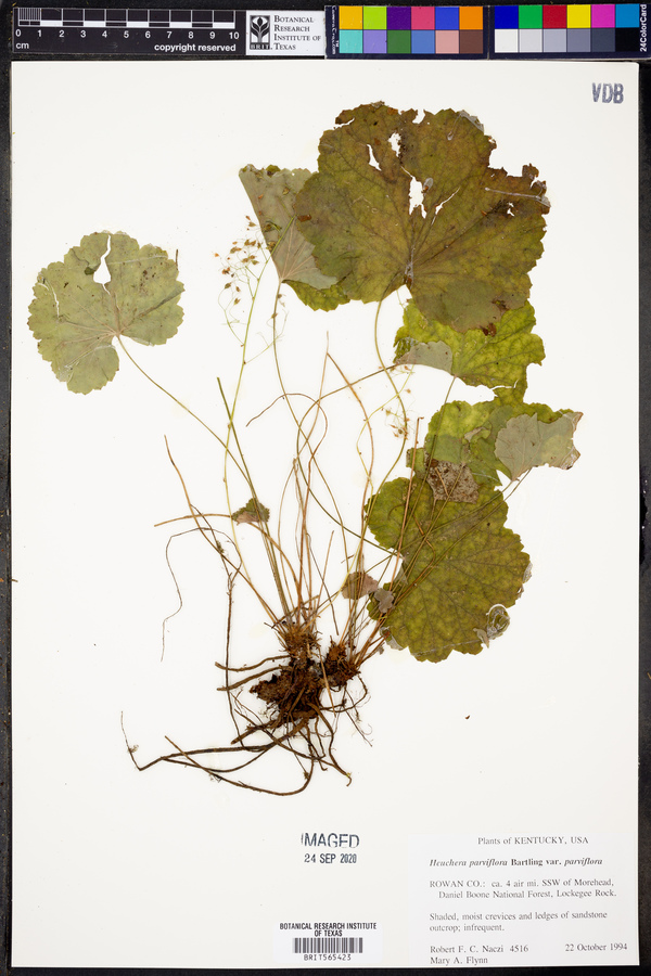 Heuchera parviflora image