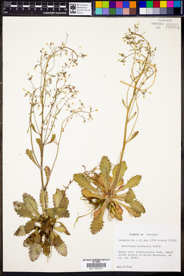 Saxifraga michauxii image