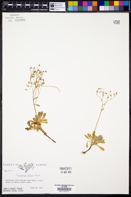 Saxifraga reflexa image