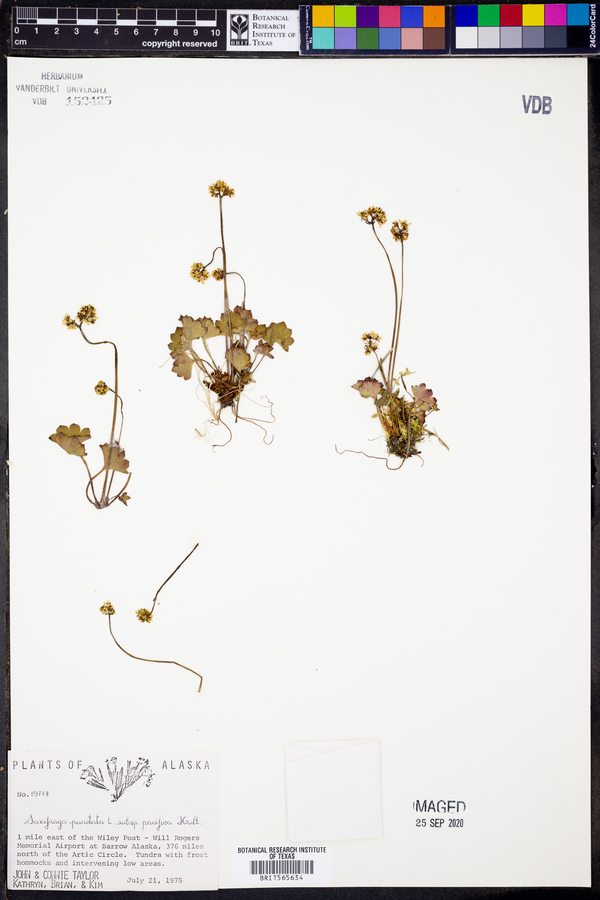 Saxifraga nelsoniana image