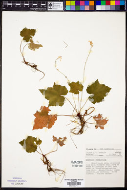Tiarella cordifolia image