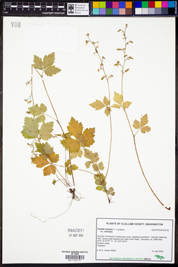 Tiarella trifoliata var. trifoliata image
