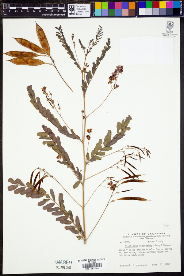 Sesbania vesicaria image