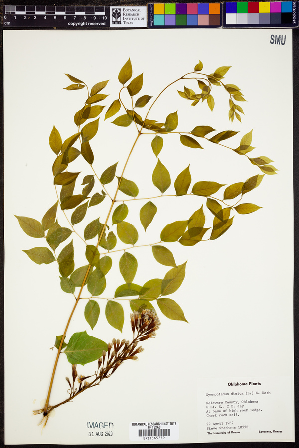 Gymnocladus dioica image