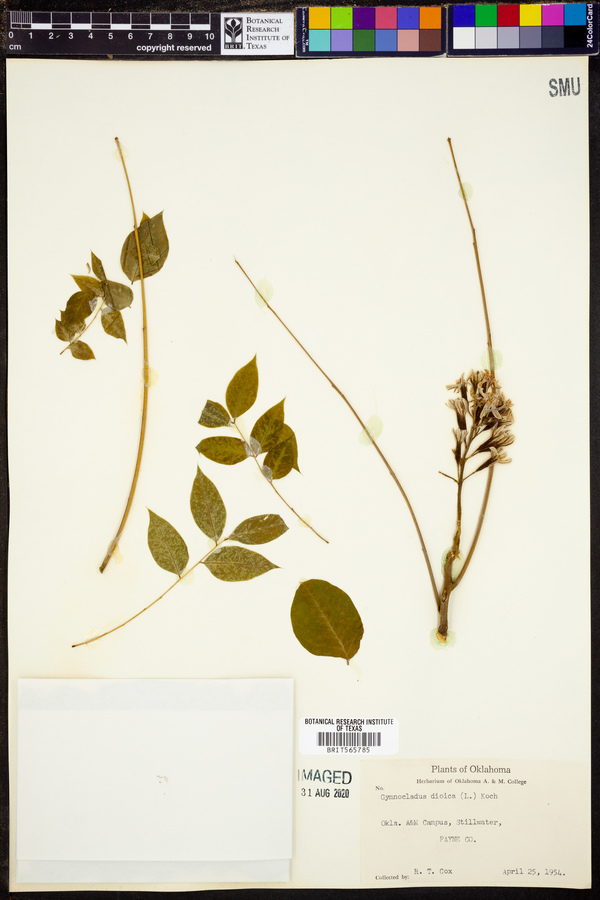 Gymnocladus dioica image