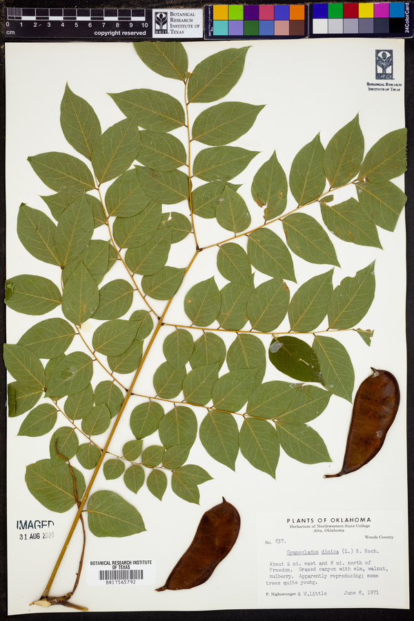 Gymnocladus dioica image