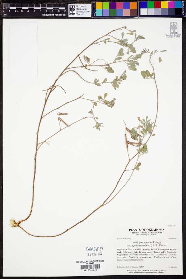 Indigofera miniata image