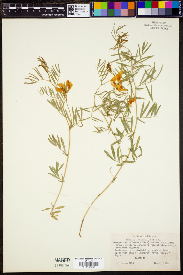 Lathyrus stipulaceus image