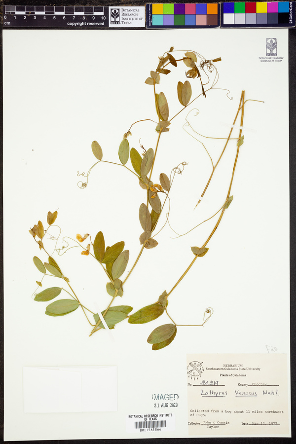 Lathyrus venosus image