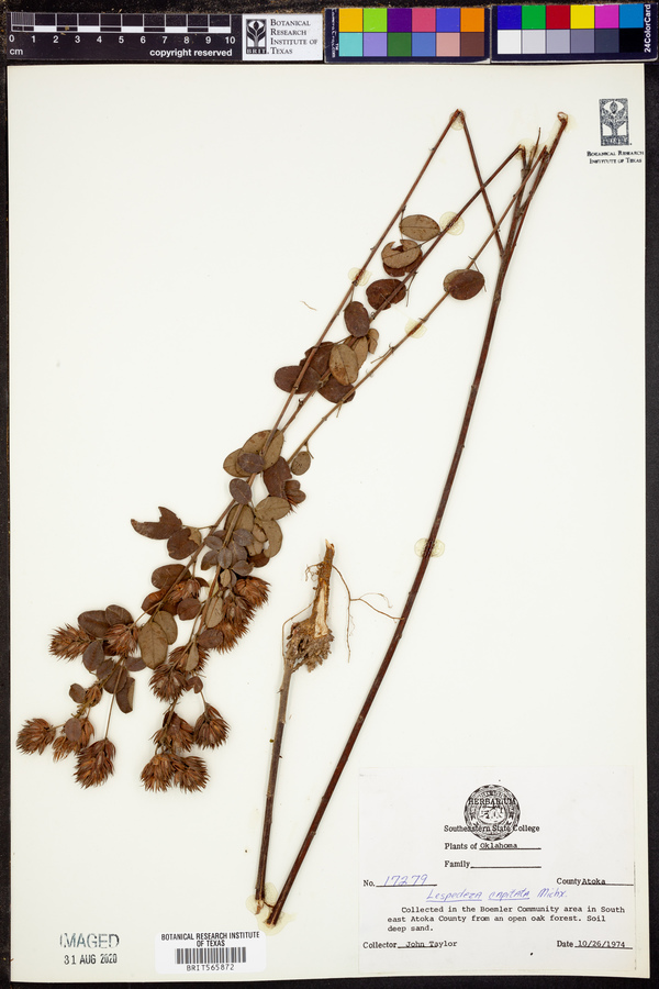 Lespedeza capitata image