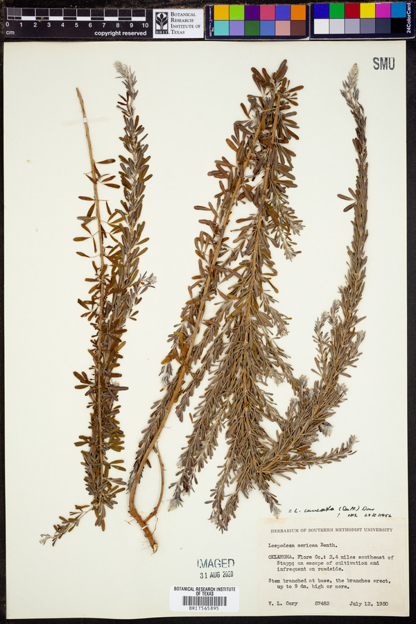 Lespedeza cuneata image