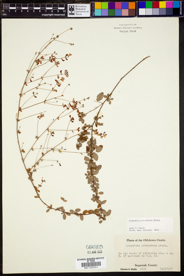 Lespedeza procumbens image