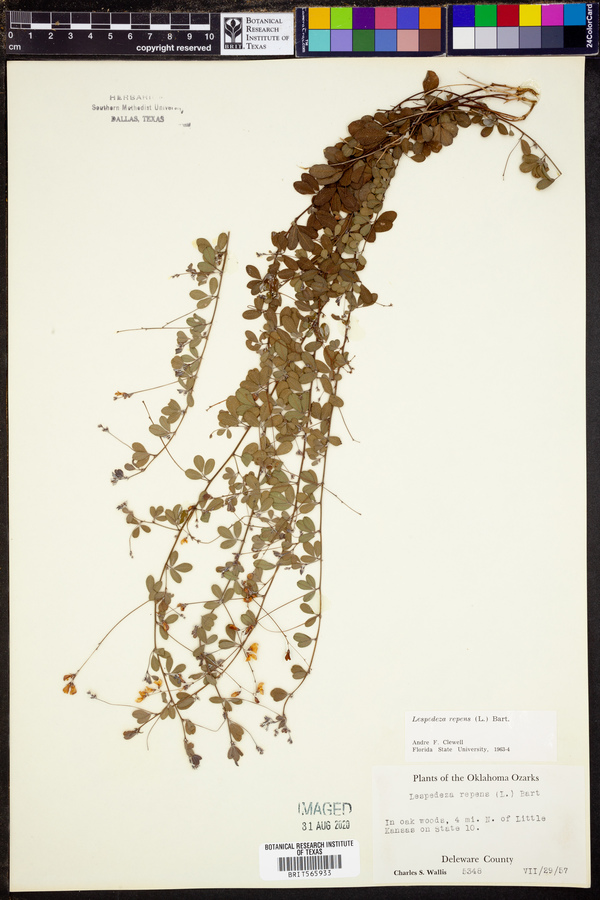 Lespedeza repens image