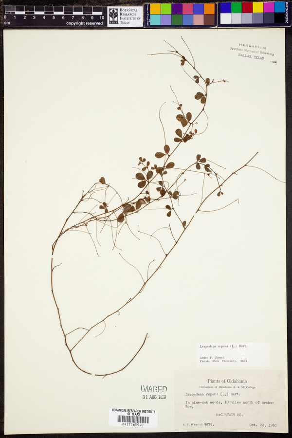 Lespedeza repens image