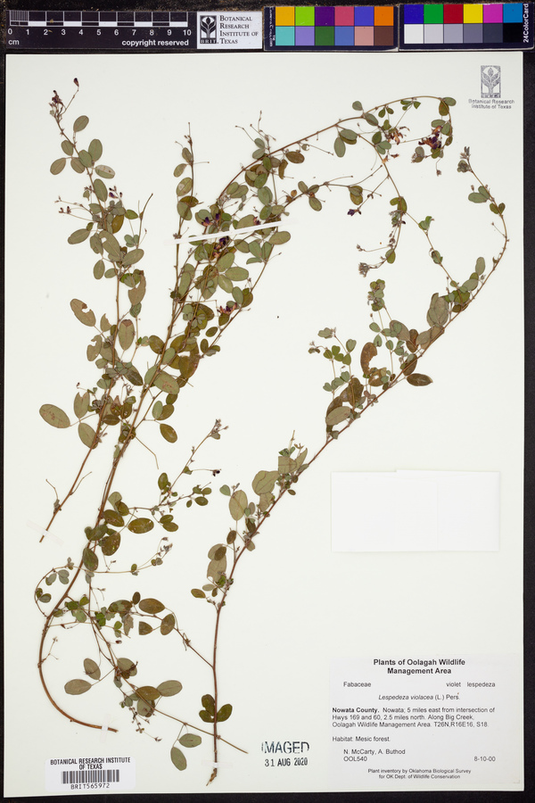 Lespedeza violacea image