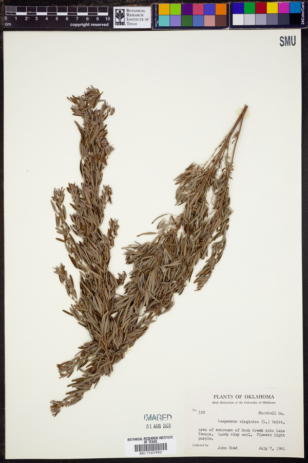 Lespedeza virginica image