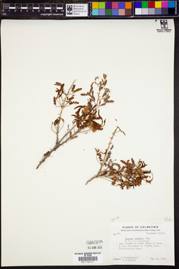 Mimosa borealis image