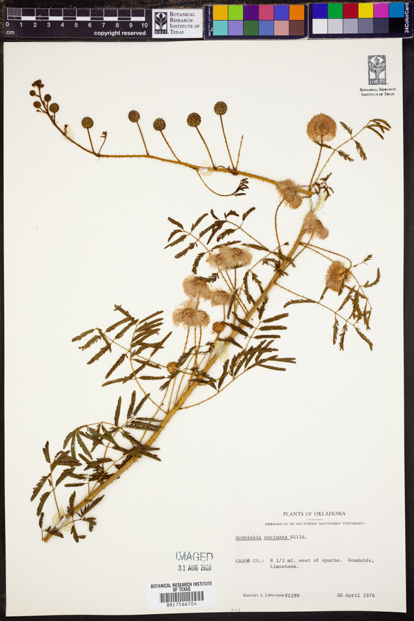 Mimosa microphylla image