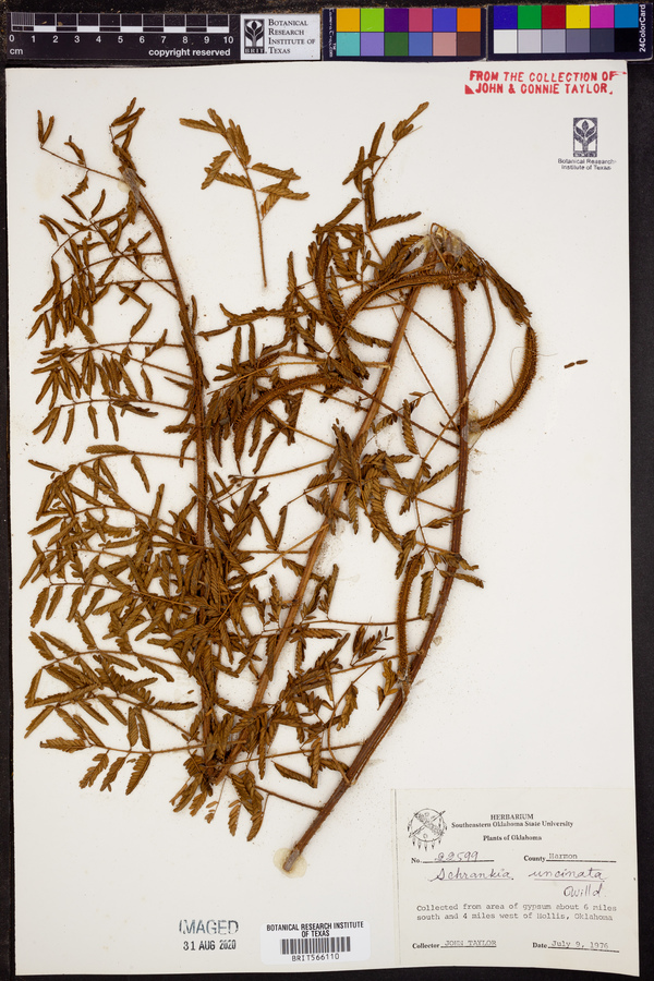 Mimosa microphylla image