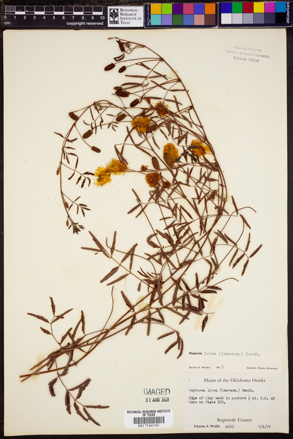 Neptunia lutea image