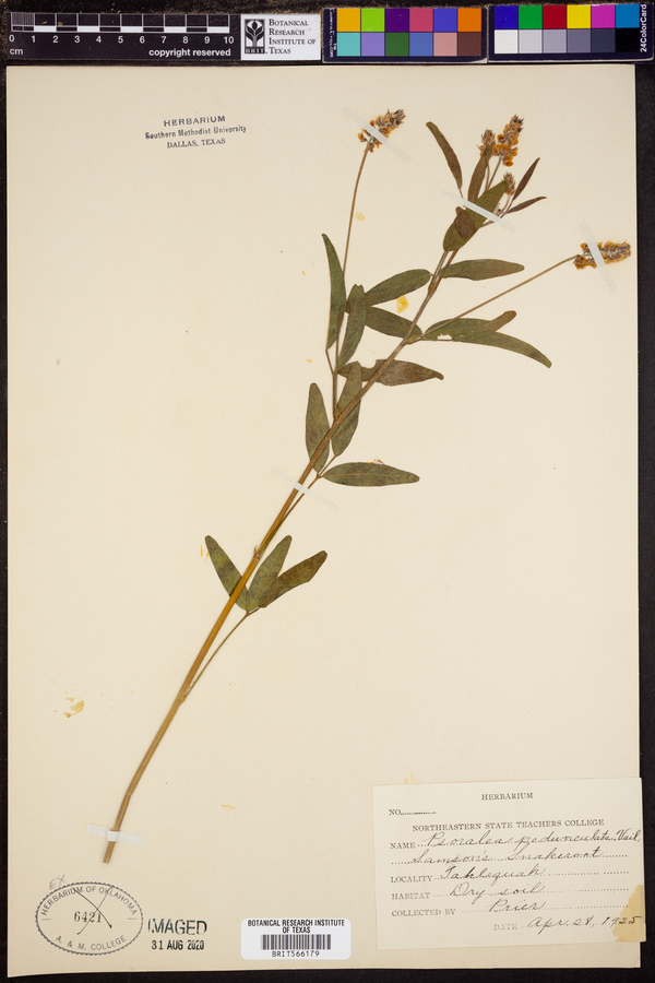 Psoralea pedunculata image