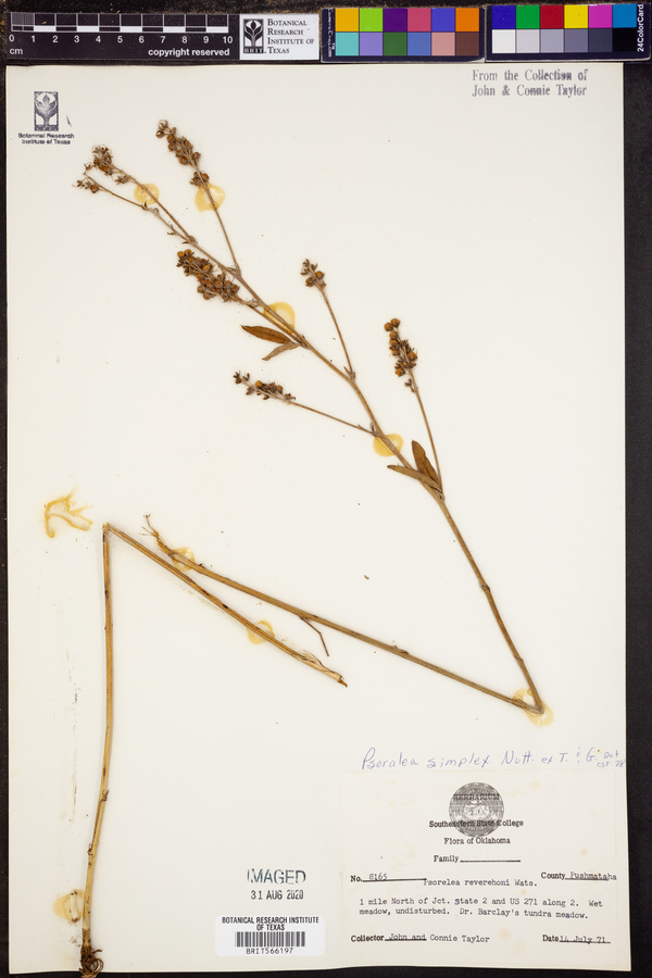 Psoralea simplex image