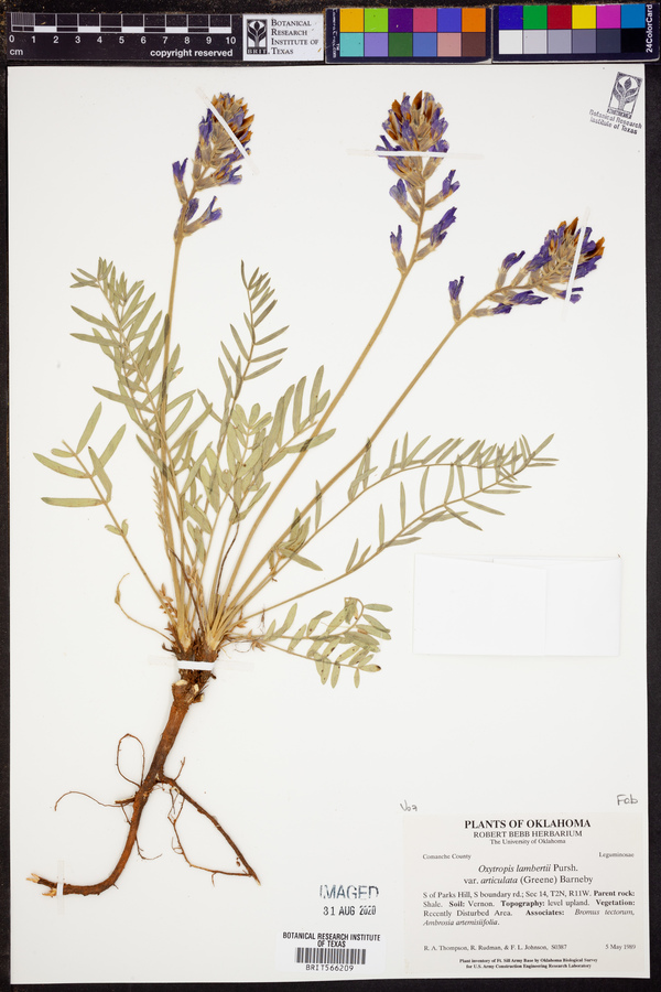 Oxytropis lambertii var. articulata image