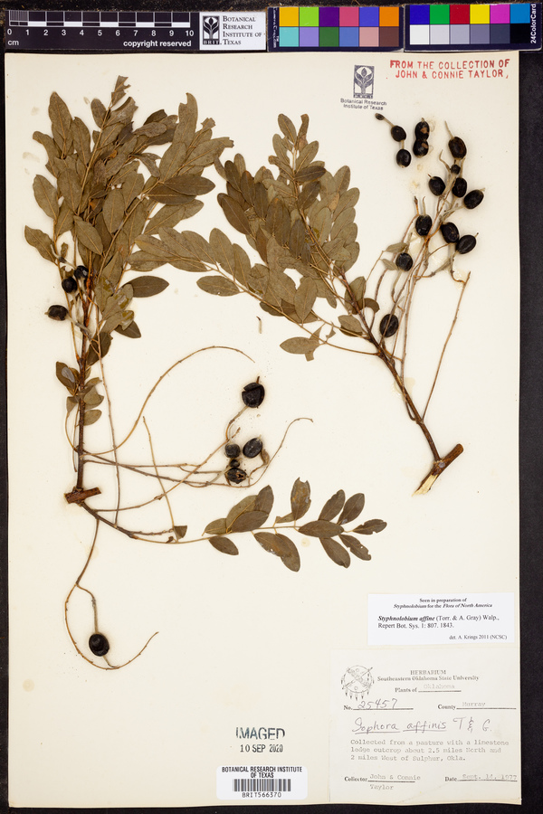 Styphnolobium affine image