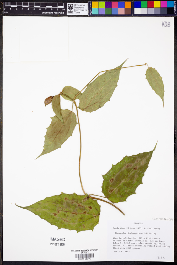 Lophospermum erubescens image