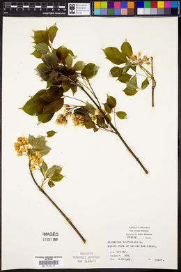 Image of Staphylea trifoliata