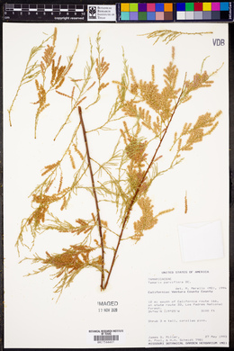 Tamarix parviflora image