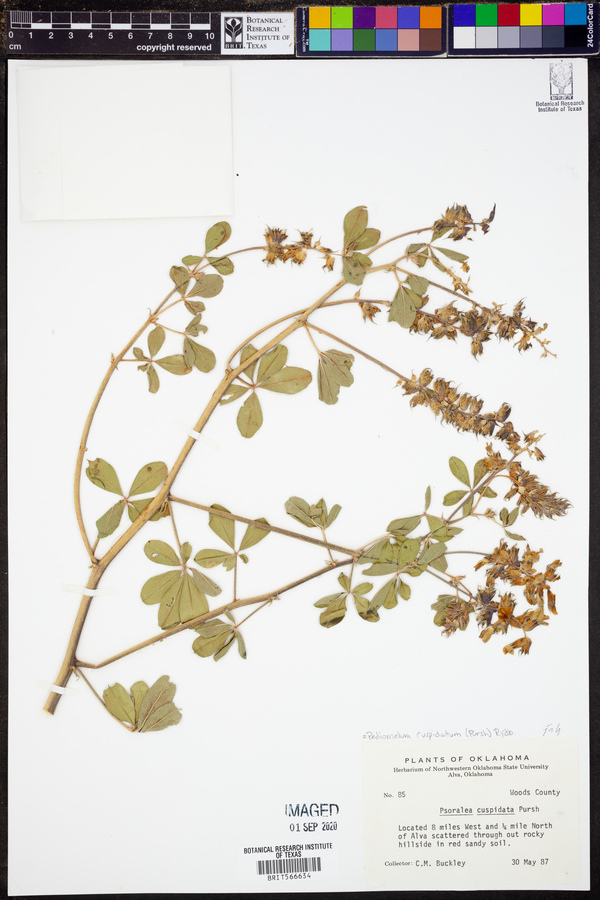 Pediomelum cuspidatum image