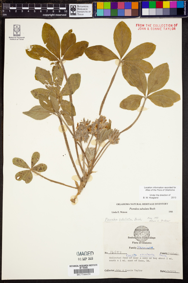 Psoralea subulata image