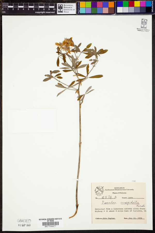 Psoralea cuspidata image