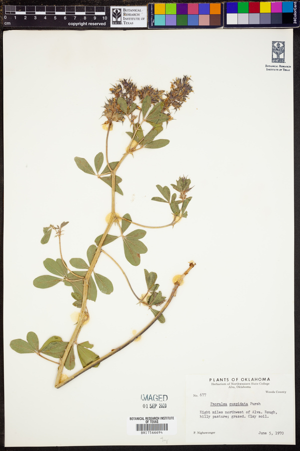 Psoralea cuspidata image