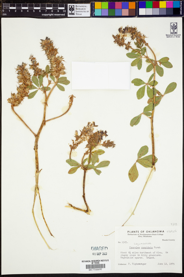 Psoralea cuspidata image