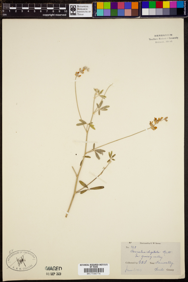 Pediomelum digitatum image