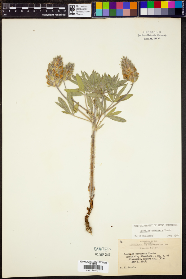Pediomelum esculentum image
