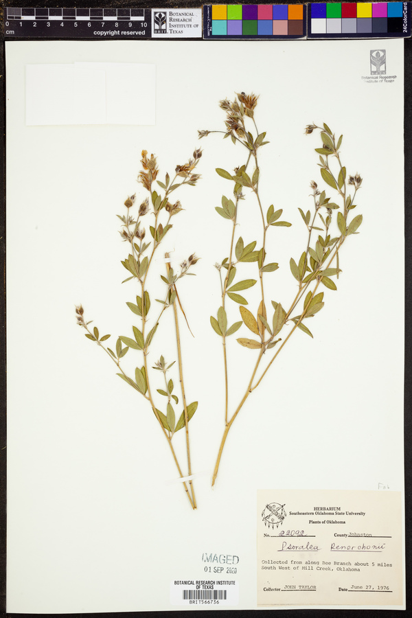 Psoralea reverchonii image