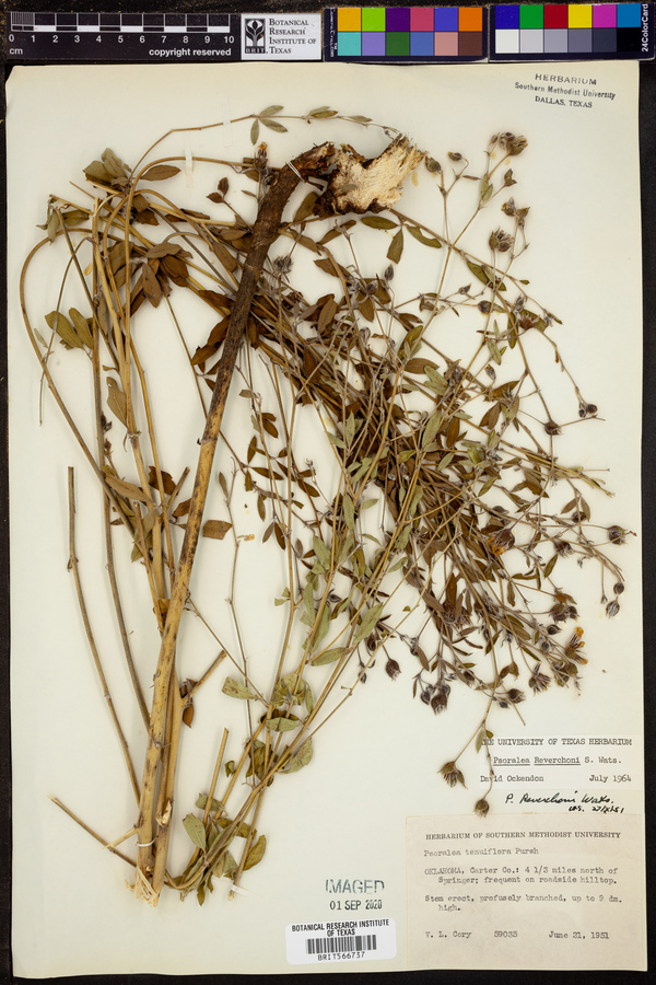 Psoralea reverchonii image