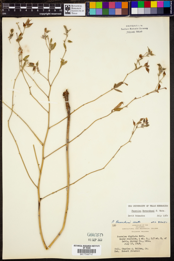 Psoralea reverchonii image