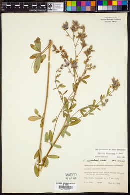 Psoralea reverchonii image