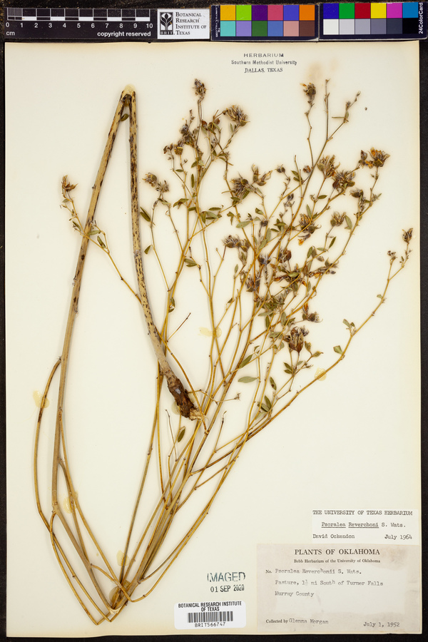 Psoralea reverchonii image