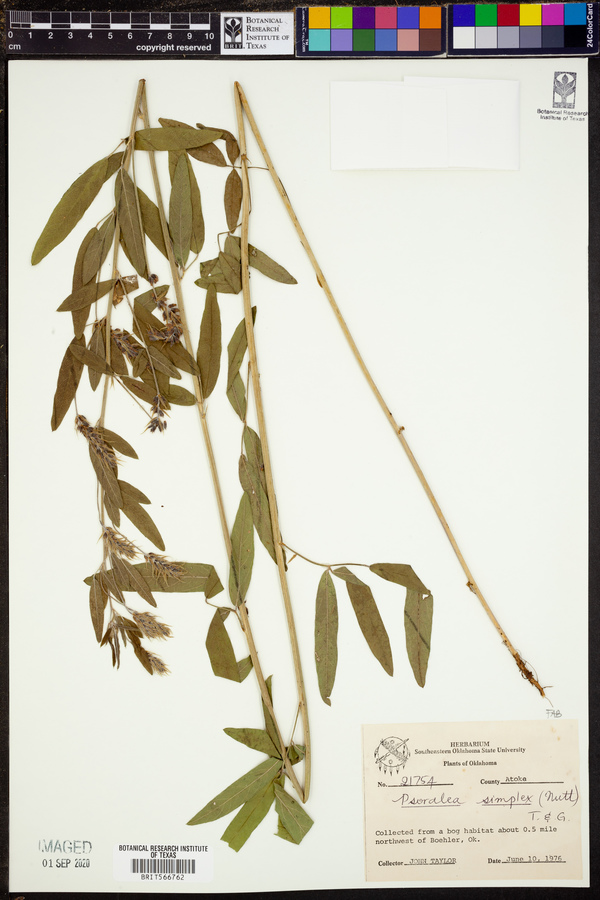Psoralea simplex image