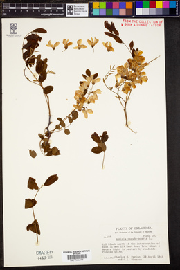 Robinia pseudo-acacia image