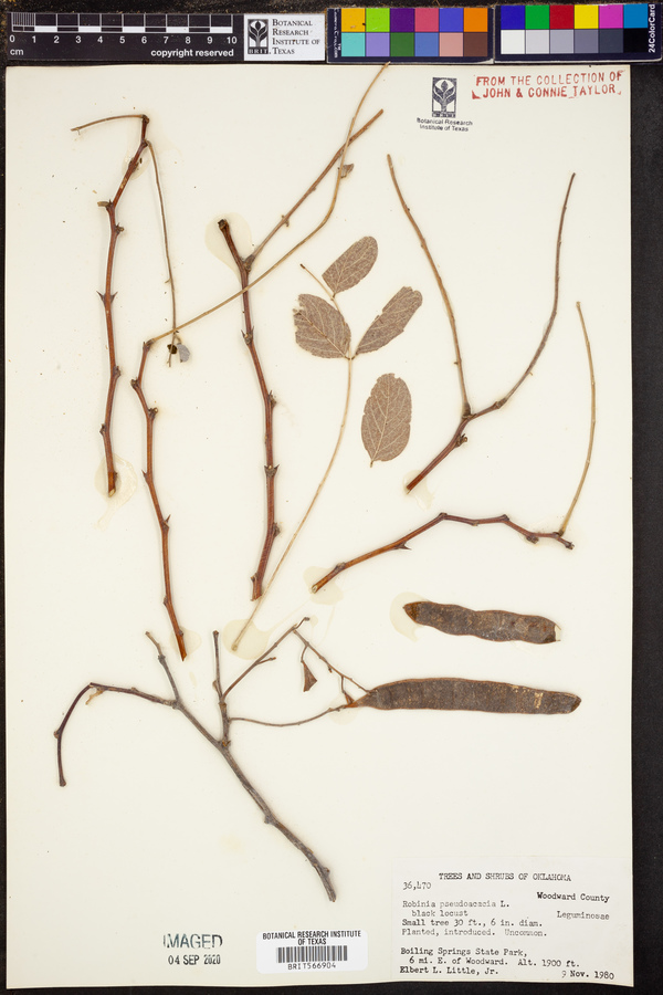 Robinia pseudoacacia image