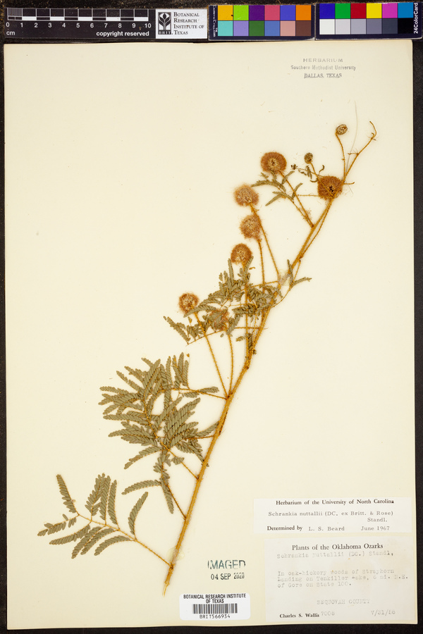 Mimosa nuttallii image