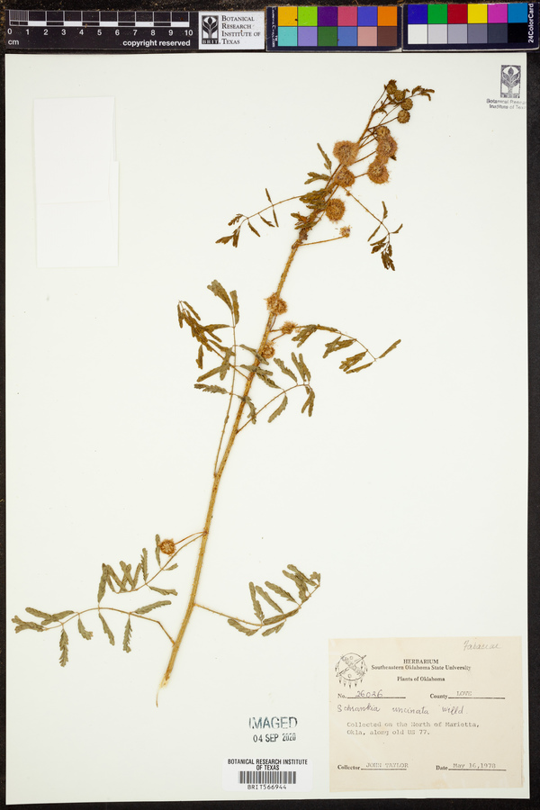 Mimosa microphylla image