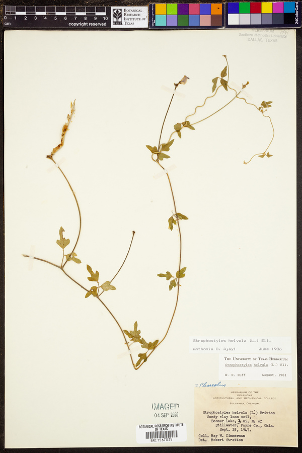 Strophostyles helvula image