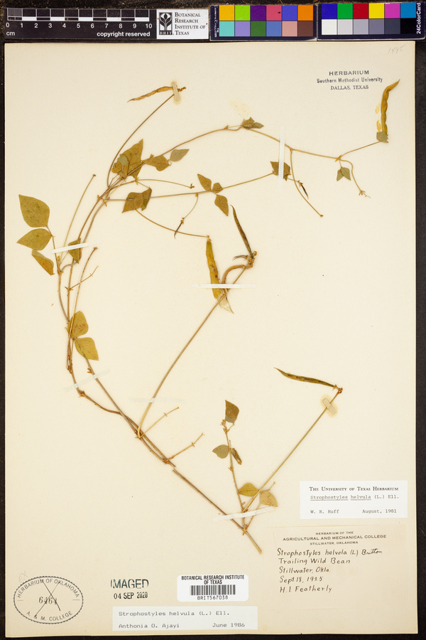 Strophostyles helvula image